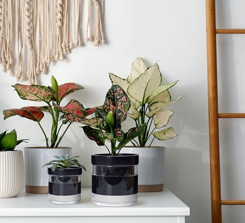 6 Inch 4 Inch Self Watering Terracotta Planter