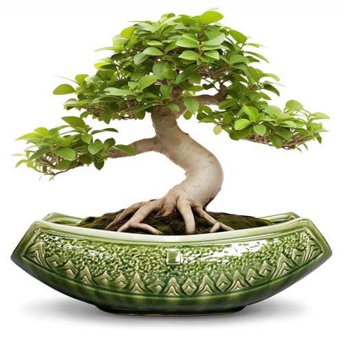 Bonsai Planter 18 Inch