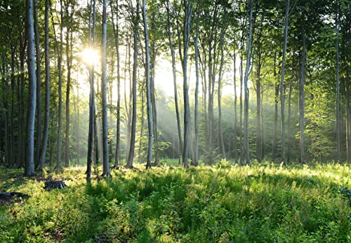 Sunshine Forest Mural Wallpaper Landscape Tree (56.25 Sq Ft)