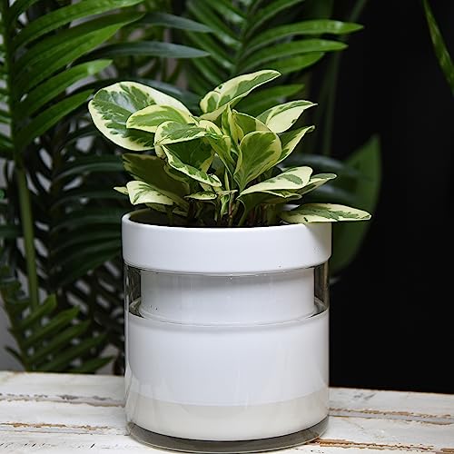 6 Inch Self Watering Planter (2 Count)