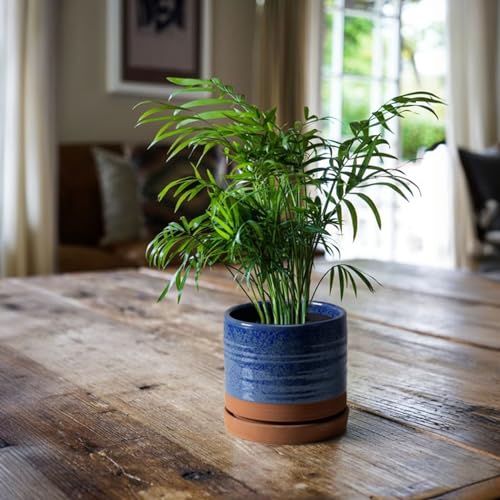 6 Inch Plant Pots