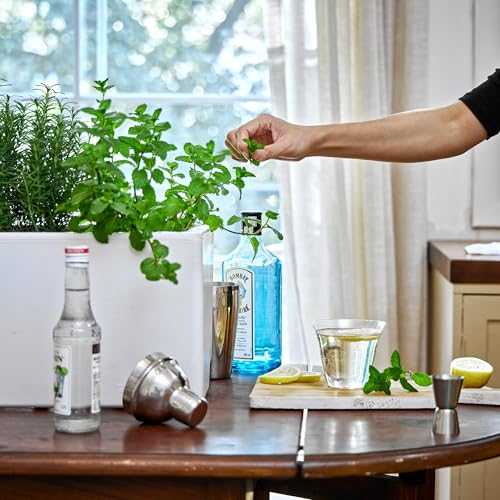 Self Watering Mini Bench Planter