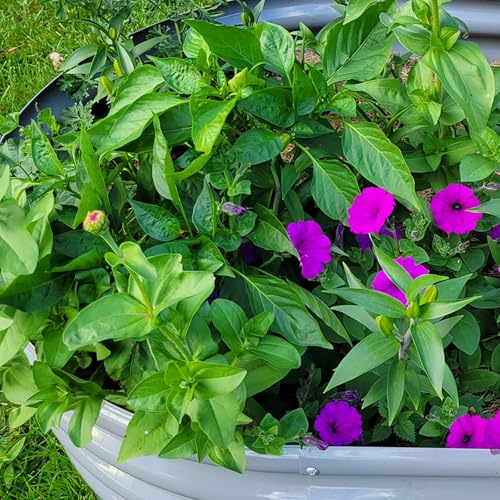 4 Pack 8x3x1FT Galvanized Raised Garden Bed Large Metal Planter Box Kit Elevated Raised Garden Planters for Outdoor Plants (4 Count)