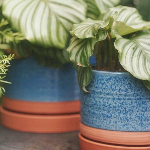 8 Inch Pots for Plants