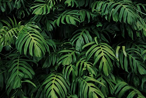Tropical Monstera Wallpaper Banana Leaf Wall Mural Wallpaper for Living Room Bedroom TV Background Wall Covering (120.75 Sq Ft)