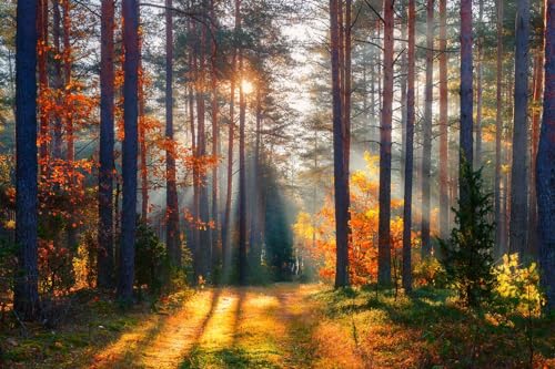 Autumn Sunshine in The Woods Wallpaper
