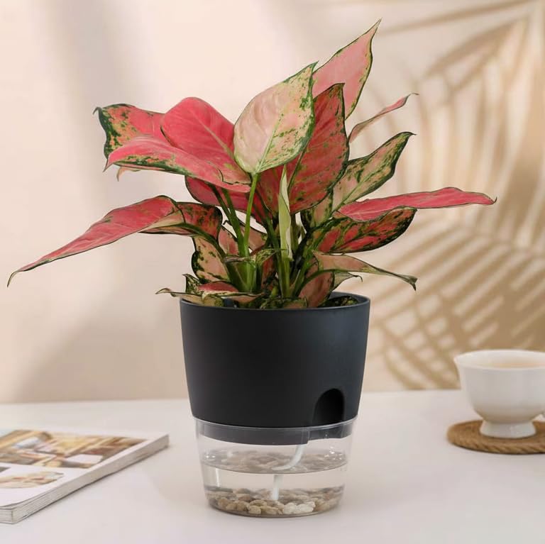 6 Inch Self Watering Pots for Indoor Plants African Violet Pots (3 Count)