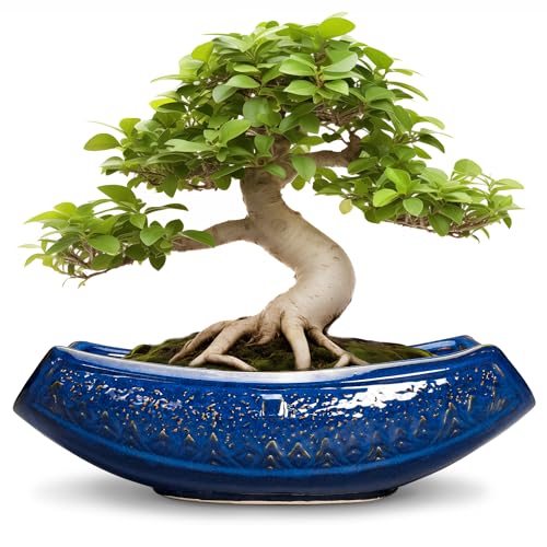 Bonsai Pots 18 Inch Large Ceramic Succulent Pots for Indoor Outdoor