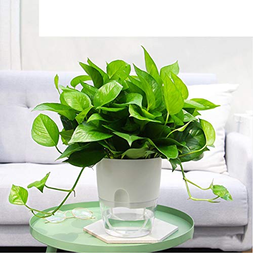 6 Inch Self Watering Pots for Indoor Plants African Violet Pots (3 Count)