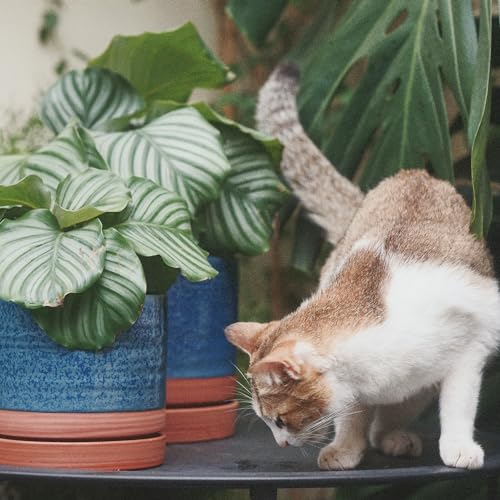 8 Inch Pots for Plants