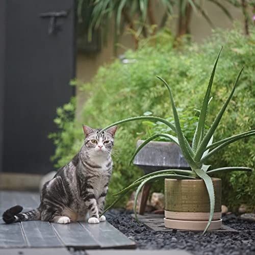 8 Inch Pots for Plants