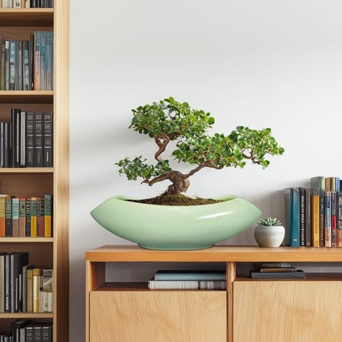 Ceramic Bonsai Pots