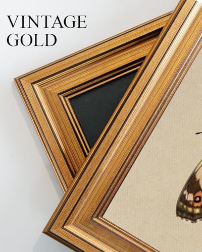 Gold Framed Vintage Butterfly Wall Art