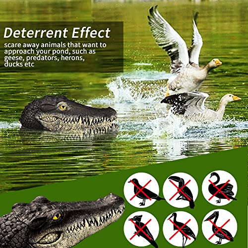 Floating Alligator Head