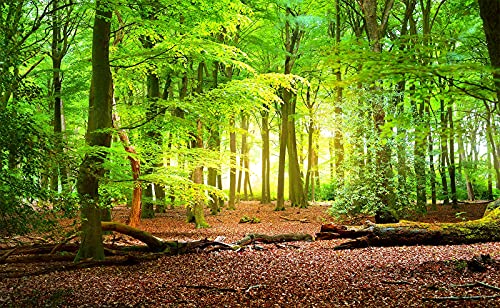 Forest Wall Murals Landscape Tree Wallpaper