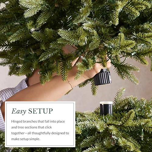 Stratford Spruce