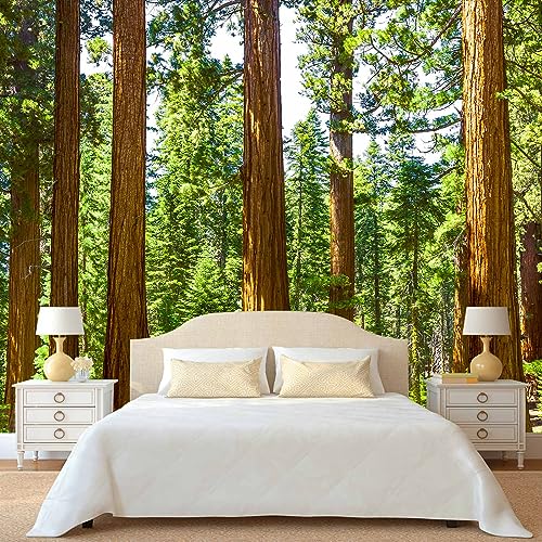 Redwood Forest Wallpaper Green Woodland Tree Wall Mural for Bedroom