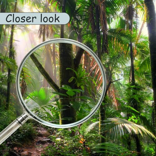 Tropical Forest Peel and Stick Wallpaper Landscape Trees Mural