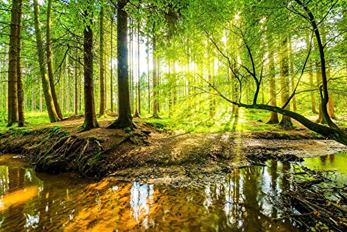 Wall Mural Fall Forest Stream Wallpaper