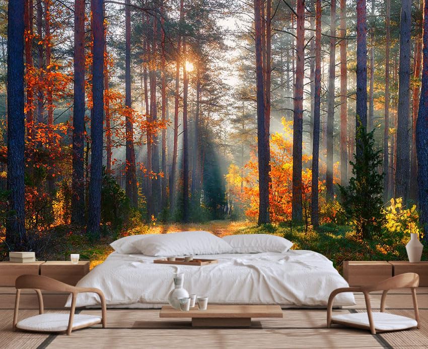 Autumn Sunshine in The Woods Wallpaper
