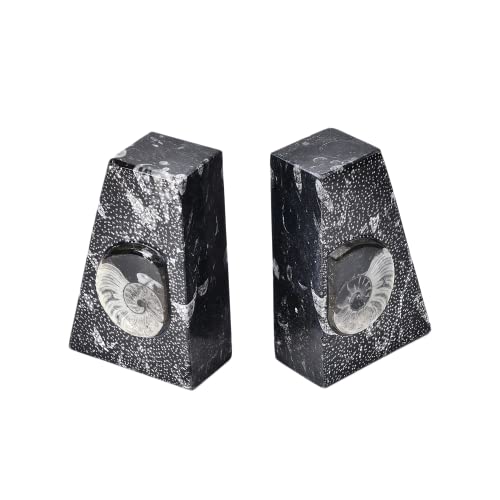 Natural Orthoceras Fossil Bookends