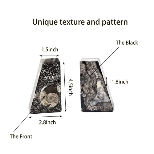 Natural Orthoceras Fossil Bookends