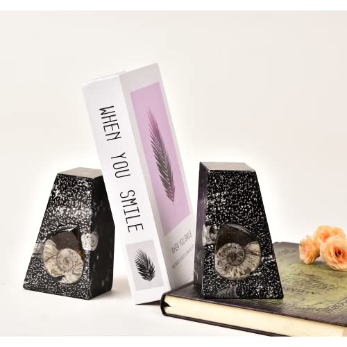 Natural Orthoceras Fossil Bookends